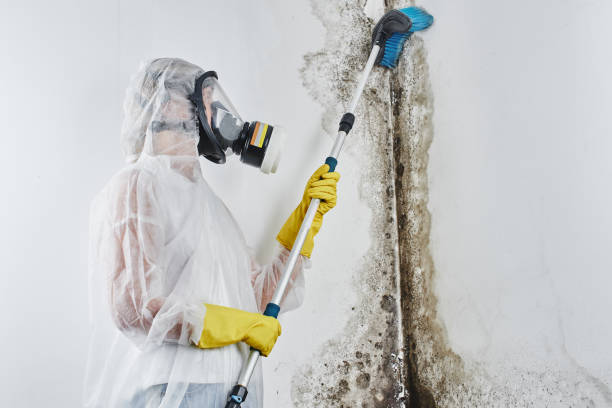 Best Black Mold Remediation in Folly Beach, SC