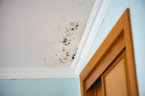 Best Commercial Mold Remediation in Folly Beach, SC