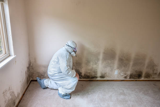 Trusted Folly Beach, SC Mold Remediation Experts