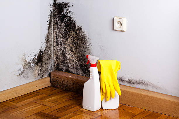 Best Residential Mold Remediation in Folly Beach, SC